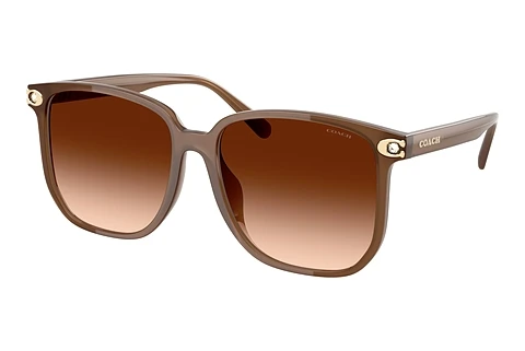 Solbriller Coach CW419 (HC8413BD 580874)