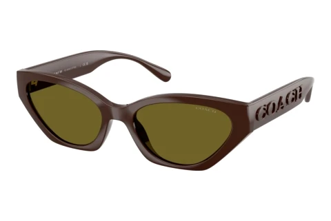 Solbriller Coach CFT83 (HC8459U 5957/2)